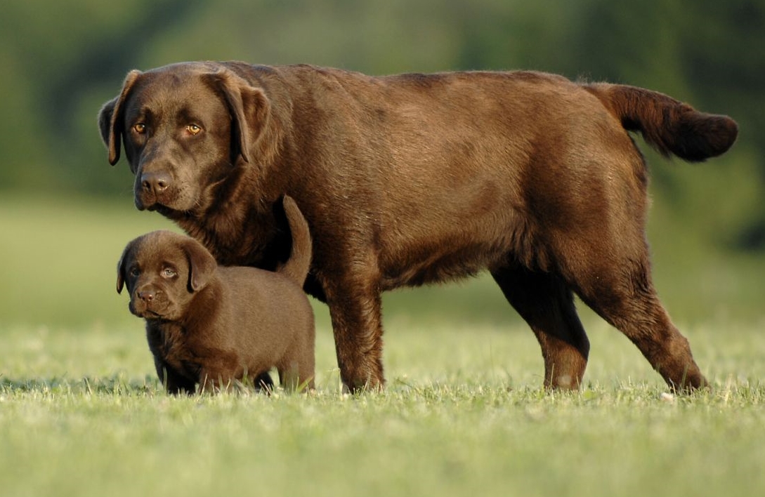Labrador Retriever dog chocolate minepuupy